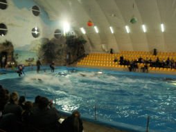 waterskiing on dolphins