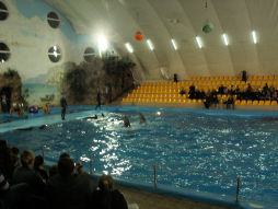 dolphin show